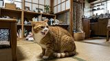 耳を伏せてシャーと威嚇するトラ猫