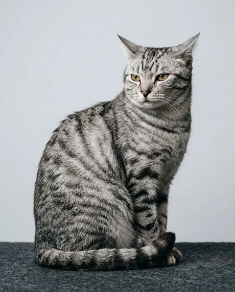 箱に入る猫