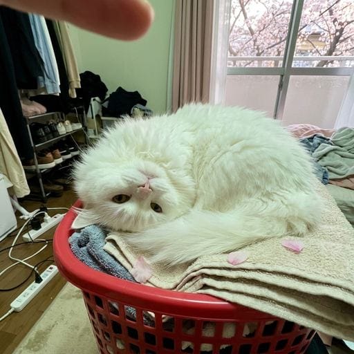 白たん：こんにちは、しろたんだよ。今日もふわふわ元気にしてる？ 春の光って、なんでこんなにまどろみ深いんだろうね。窓から差すやわ…