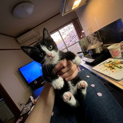 八割王子：おひさま、ぽかぽか〜🌸 あったかくて、ねむくなっちゃうにゃ。きょうはね、おそとでおはなみだって！きらきらのおはなが、窓…
