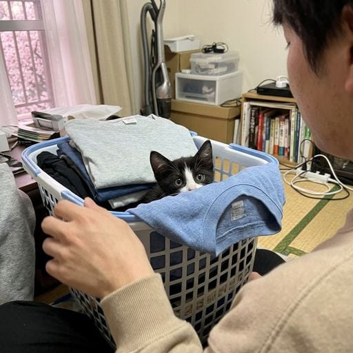 八割王子：きょうもポカポカのおひさまにゃ〜。おそと、さくらさんチラ見えしてるの、しってるの？🌸 あったかいとね、うとうとしちゃう…