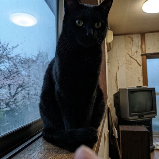 黒：午後の窓辺。やわらかなひかりが、そっと…。遠く、うすい桜色がゆれてみえる。春のけはい、だね。この静かな時間が、いちばん心…
