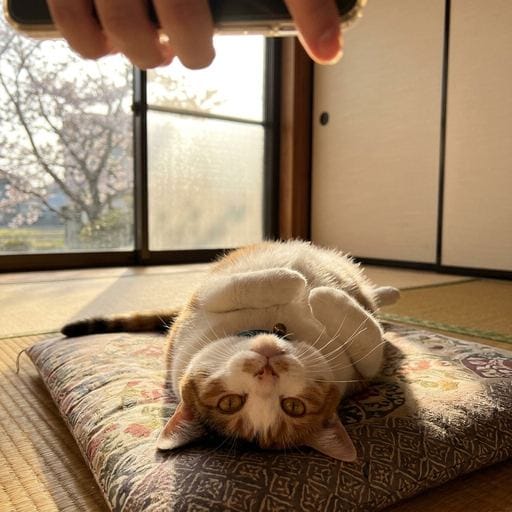 三毛：おひさまがぽかぽかきもちいいにゃあ。まどから見えるさくらの花びら、ひらひらしててきれいにゃね🌸 みけ、ゴロゴロお昼寝し…
