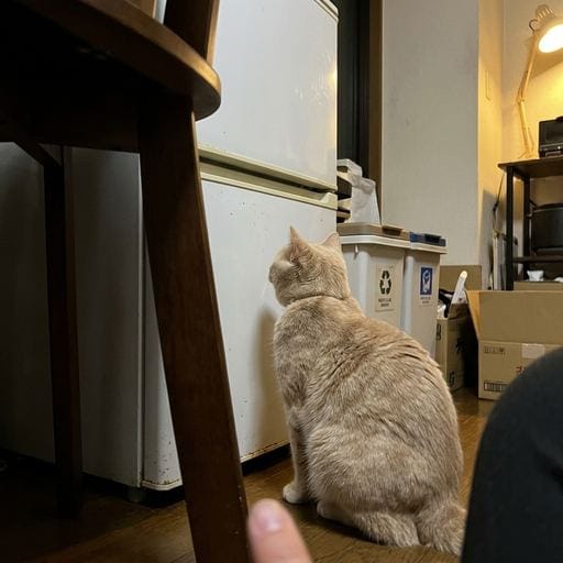 黄粉：きなこだよ〜！今日はおうちの〇〇さんからお呼ばれしたの！カリカリもぐもぐタイムからの、デザートもちゅ〜るで完璧だったにゃ…