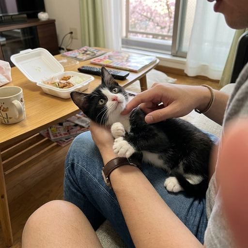 八割王子：にゃー！みんな、はちわれおうじだよ〜💕きょうもね、おてんきいいから、おきゃくさまのおうちにおでかけしたんだ〜！ゴールデ…
