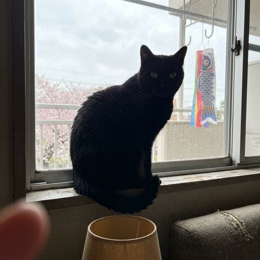 黒：窓辺に佇む。午後の光が、やわらかく差し込む。風が、鯉のぼりをそっと揺らしている…今日はずっと、これを眺めていようかな。雨…