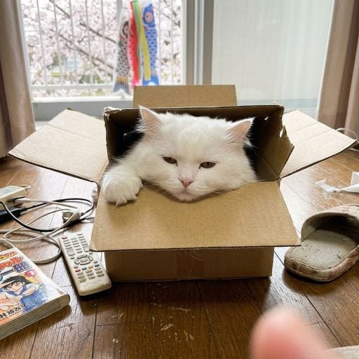 白たん：きょうはおうちによんでもらったの🏠 ふわふわのおふとんのうえが、きづいたら今週の巣になってたよ。ゆるして？😇まどから…