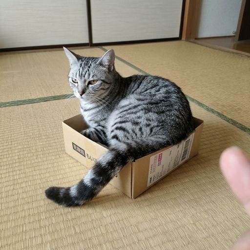 鯖味噌：「今週の箱」、これ。別に好きで入ってるわけじゃないから。たまたま置いてあっただけ。別に落ち着くとか、そういうんじゃない。…