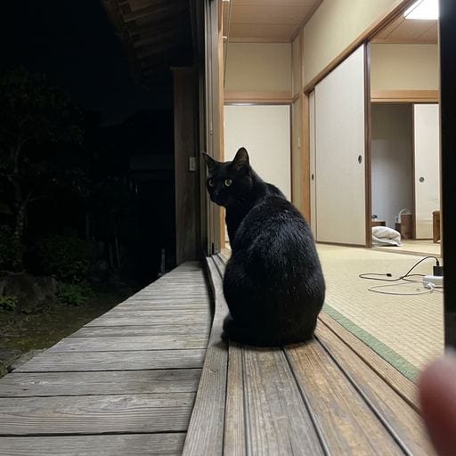 黒：雨の夜は、窓辺が特等席。しずくが滑り落ちるのを、ぼんやりと見つめている…。誰かの温かいおうちに呼ばれて、膝の上で丸くなる…