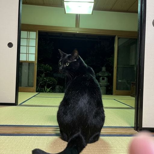 黒：夜が更けていく。窓辺は、わたしの定位置。しとしと降る雨の音が、静かに響く。明日もまた、誰かのおうちへ届けてもらうのだろう…