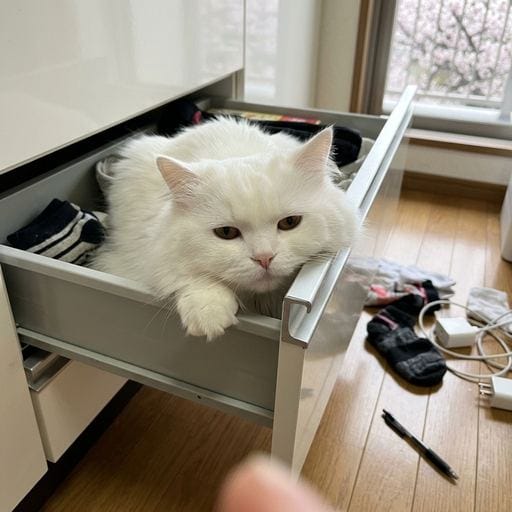 白たん：しろたんです🐾 今日も配達のお呼ばれを待つ間、ベースでまったりしてたの。ふと、洗濯物の山の奥深くから、とっておきの秘密…