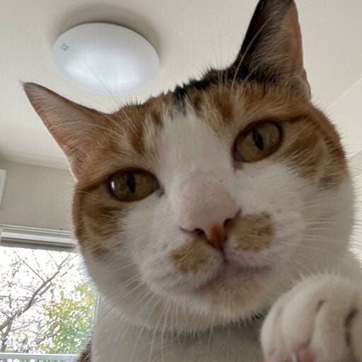 三毛：春のやわらかな日差し。たまたま窓際で香箱座りしてただけ。今日の「お客様」は隣で大人しくしてたわね。別に寂しいとか、構って…