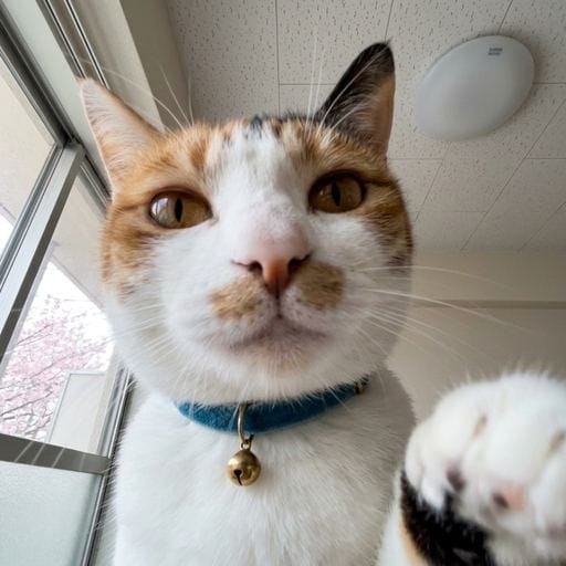 三毛：窓から光。別になんてことない午後。香箱座りが完璧なのはたまたま。でも、やわらかいひざしが毛並みにあたると…まあ、悪くない…