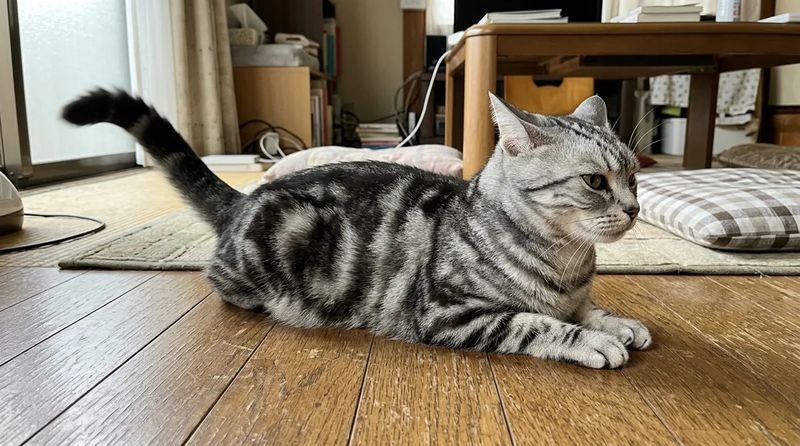 しっぽを振りながら床に伏せるサバトラ猫