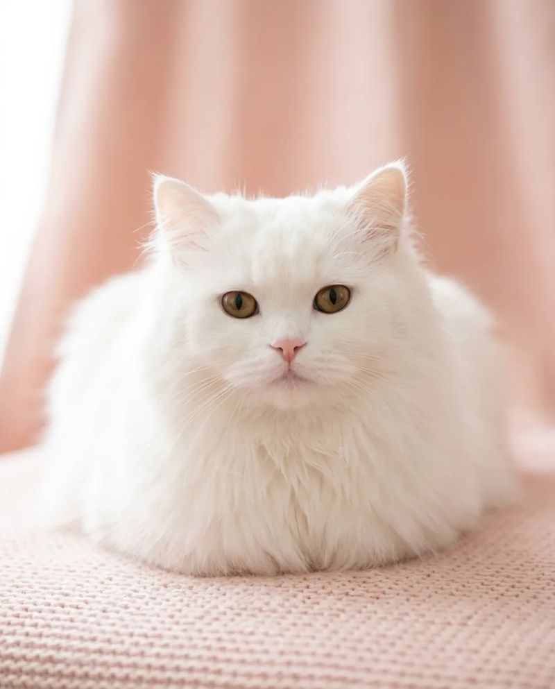 ふみふみする白い猫